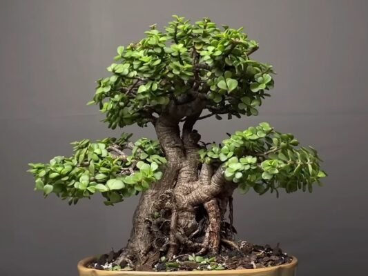 Грошове дерево: Корисні властивості та лікувальні переваги рослини