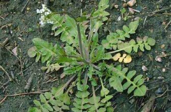 Грицики звичайні: цілющі властивості та застосування в медицині