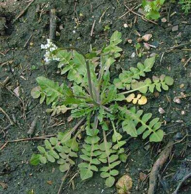 Грицики звичайні: цілющі властивості та застосування в медицині