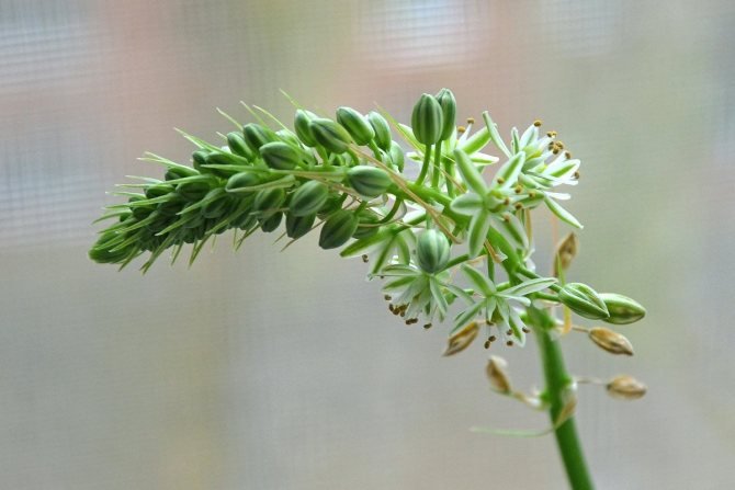 Екзотика Смаку: Рецепт Індійського Салату з Морквою та Капустою