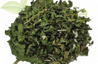 Канупер: лікувальні властивості та застосування в народній медицині