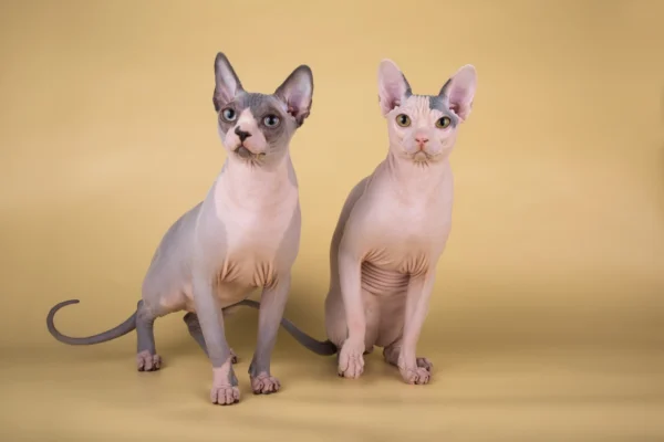 Кіт сфінкс: захопливі та цікаві факти про безшерстих улюбленців