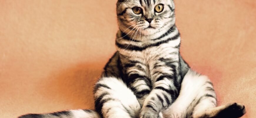 Коли найкраще каструвати кота: поради та рекомендації ветеринарів