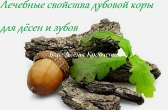 Кора дуба: властивості та користь для здоров’я та догляду за тілом