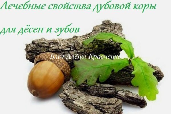 Кора дуба: властивості та користь для здоров’я та догляду за тілом