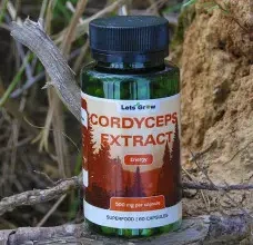 Кордицепс військовий: унікальні властивості і користь для здоров’я