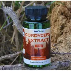 Кордицепс військовий: унікальні властивості і користь для здоров’я