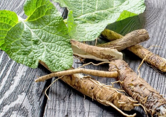 Корінь лопуха: корисні властивості та їхнє застосування в медицині