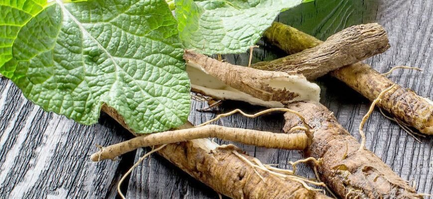 Корінь лопуха: корисні властивості та їхнє застосування в медицині