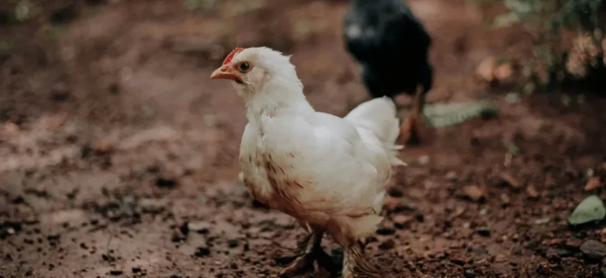 Корм для бройлерів: скільки потрібно для здорового росту птиці?