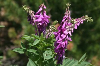 Красний корінь: лікувальні властивості та користь для здоров’я