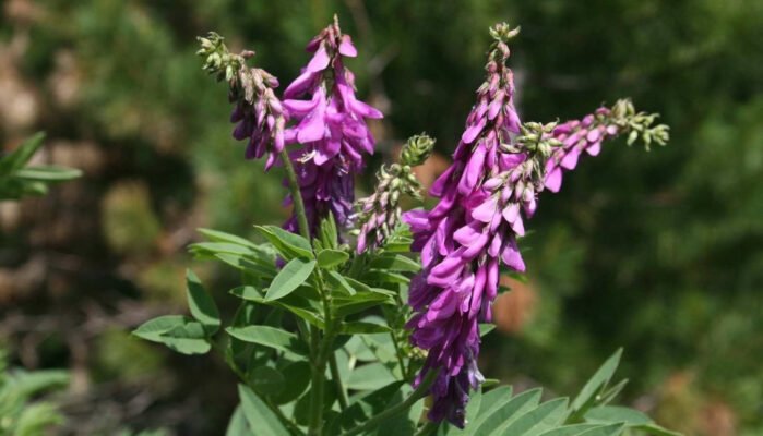 Красний корінь: лікувальні властивості та користь для здоров’я