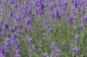 Лаванда: ключові властивості, користь і застосування в повсякденному житті