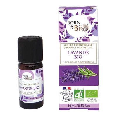 Лаванда: лікувальні властивості, користь і застосування ароматної трави