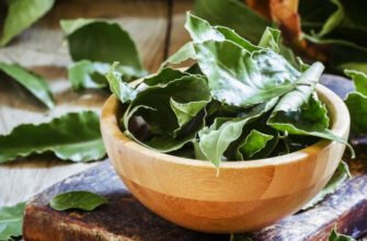 Лавровий лист: вражаючі лікувальні властивості для вашого здоров’я