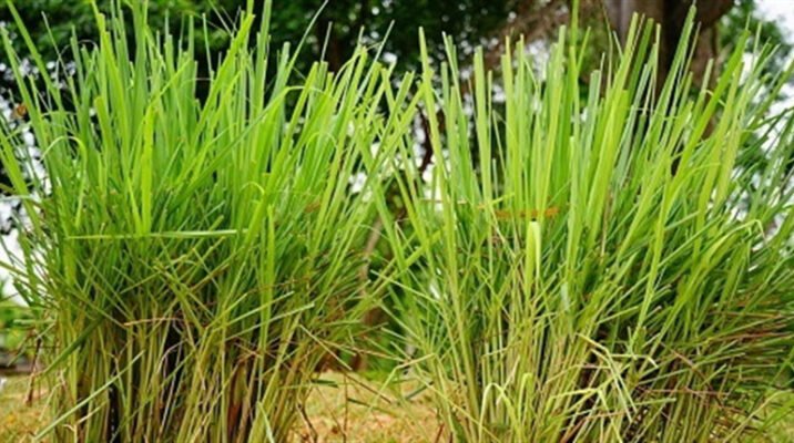 Лемонграс: корисні властивості та застосування для здоров’я