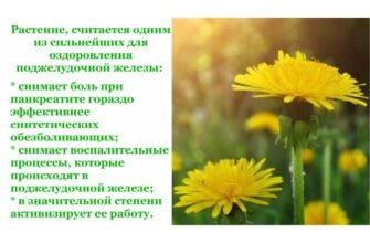 Лікарські властивості кульбаби: Здоров’я та користь у кожній пелюстці