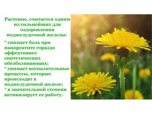 Лікарські властивості кульбаби: Здоров’я та користь у кожній пелюстці