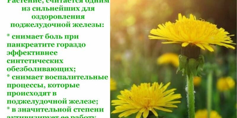 Лікарські властивості кульбаби: Здоров’я та користь у кожній пелюстці