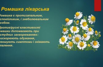 Лікарські властивості ромашки: ключ до здоров’я та гарного самопочуття