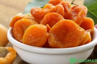 Лікувальні властивості абрикоса: користь для здоров’я та краси