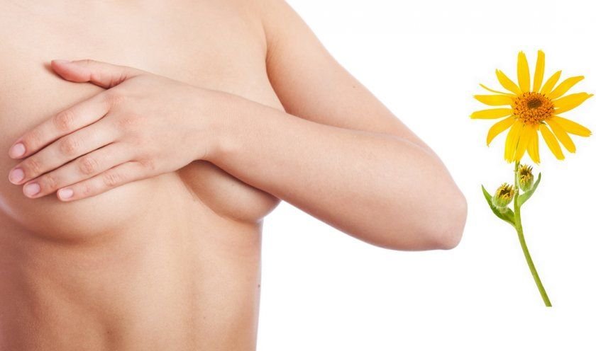 Застосування арніки гірської, цілющі і лікувальні властивості ...