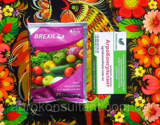 Лікувальні властивості берізки польової: природний скарб для здоров’я