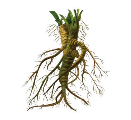 Лікувальні властивості буркуну: ефективність трави для вашого здоров’я