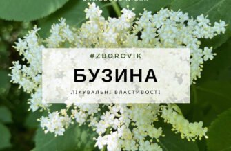 Лікувальні властивості бузини: природний спосіб підтримки здоров’я