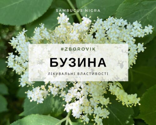 Лікувальні властивості бузини: природний спосіб підтримки здоров’я
