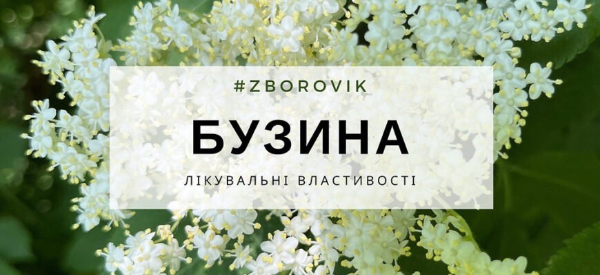 Лікувальні властивості бузини: природний спосіб підтримки здоров’я Лікувальні властивості бузини: природний спосіб підтримки здоров’я
