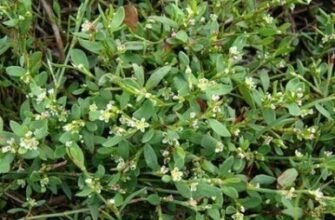 Лікувальні властивості гірчаку перцевого: користь і застосування