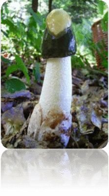 Лікувальні властивості гриба веселка: секрети природи для здоров’я