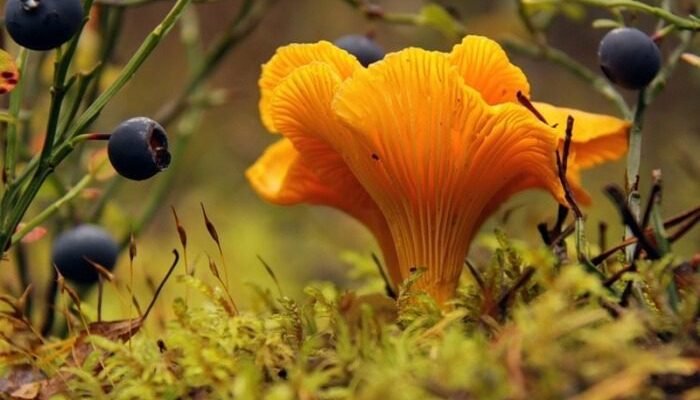 Лікувальні властивості грибів лисичок: користь для здоров’я і рецепти