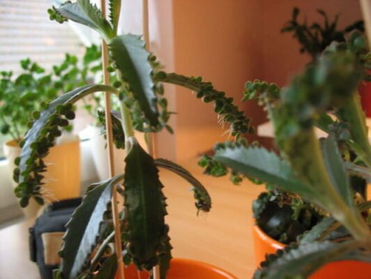 Лікувальні Властивості Каланхое: Зцілення Природними Методами