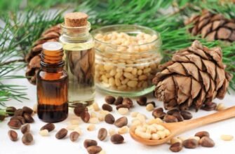 Лікувальні властивості кедрової живиці: користь для здоров’я та застосування