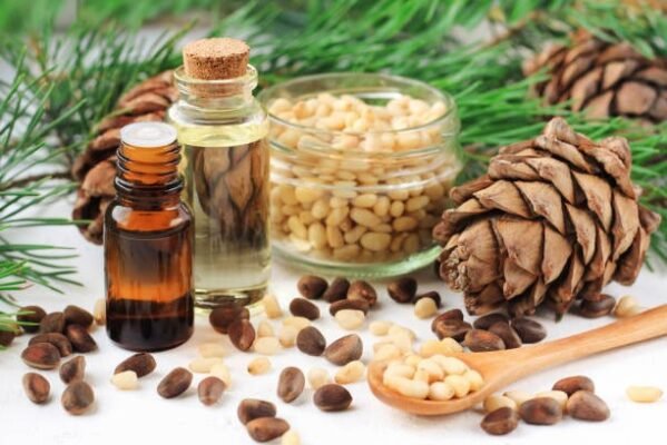 Лікувальні властивості кедрової живиці: користь для здоров’я та застосування