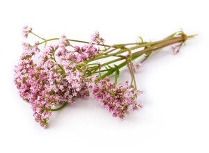 Лікувальні властивості кореня валеріани: природний засіб для здоров’я