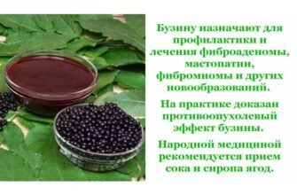 Лікувальні властивості кори бузини: застосування та користь для здоров’я