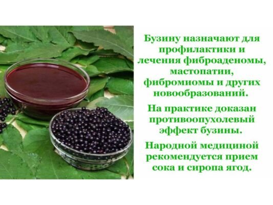 Лікувальні властивості кори бузини: застосування та користь для здоров’я