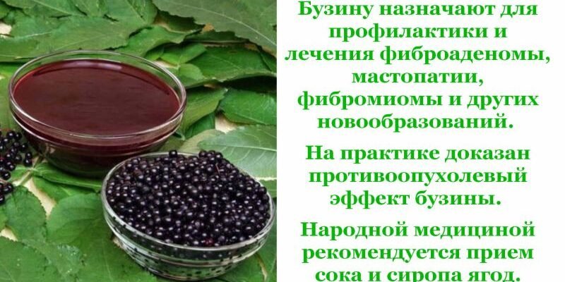 Лікувальні властивості кори бузини: застосування та користь для здоров’я