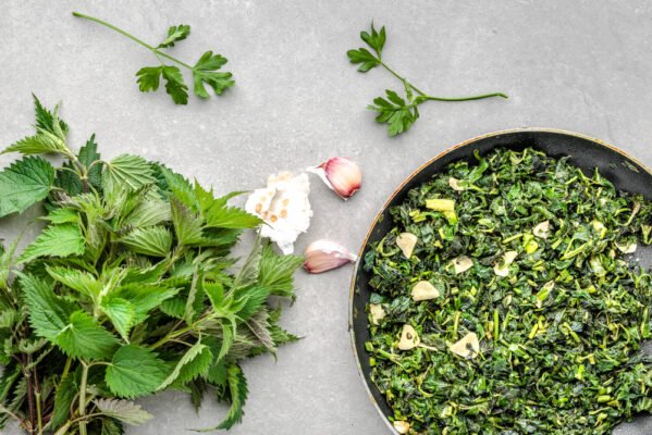 Лікувальні властивості кропиви собачої: користь, застосування, рецепти