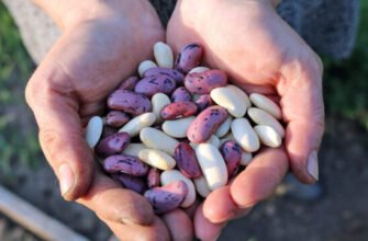 Лікувальні властивості квасолиння: секрети народної медицини