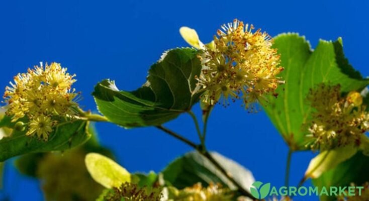 Лікувальні властивості квітів липи: природний засіб для здоров’я