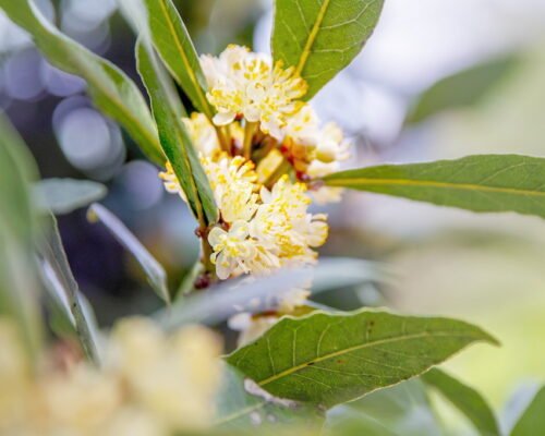 Лікувальні властивості лаврового листа: природна сила для здоров’я