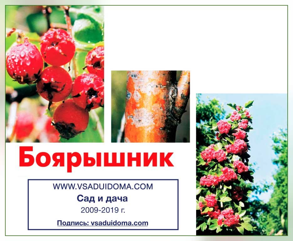 Глід: ВИРОЩУВАННЯ НА ДІЛЯНЦІ ТА КОРИСНІ ВЛАСТИВОСТІ | Сайт про сад ...
