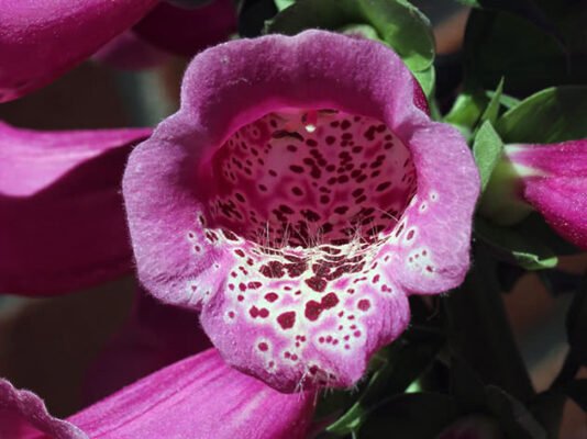 Лікувальні властивості наперстянки: як використовувати правильно