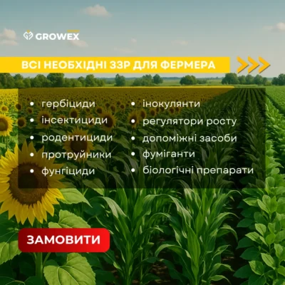 Лікувальні Властивості Осоту Польового: Застосування та Користь Рослини
