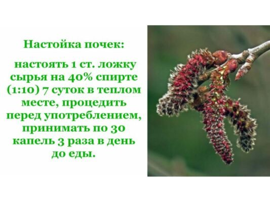 Лікувальні властивості осики: користь для здоров’я та застосування
