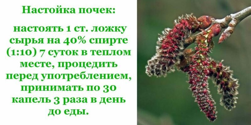 Лікувальні властивості осики: користь для здоров’я та застосування Лікувальні властивості осики: користь для здоров’я та застосування